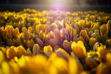 Bahar bahçesinde açan ilk güzel sarı timsahlar gün batımında parkta. Seçici odak