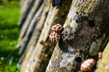 Ağaçlarda yetişen Shiitake mantarı. Yeşil tarım. Japon teknolojisindeki Shiitake mantarlarının meşe kütükleri üzerinde yetiştirilmesi ve büyümesi. Odaklanmamış
