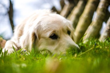 Çimlerin üzerinde yatan sevimli üzgün Altın Labrador Retriever. Seçici odak