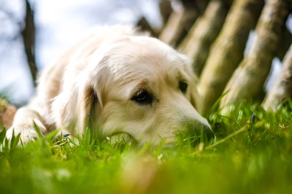 Adorable sad Golden Labrador Retriever lying on the grass. Selective focus