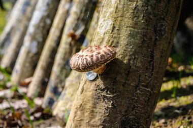 Ağaçlarda yetişen Shiitake mantarı. Yeşil tarım. Japon teknolojisindeki Shiitake mantarlarının meşe kütükleri üzerinde yetiştirilmesi ve büyümesi. Odaklanmamış