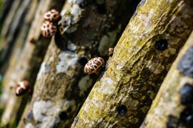 Ağaçlarda yetişen Shiitake mantarı. Yeşil tarım. Japon teknolojisindeki Shiitake mantarlarının meşe kütükleri üzerinde yetiştirilmesi ve büyümesi. Odaklanmamış