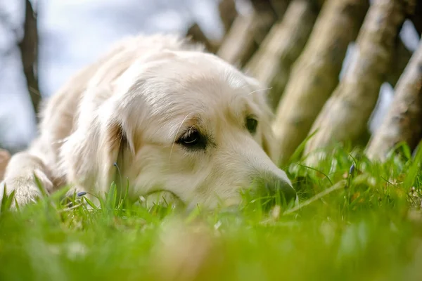 Adorable sad Golden Labrador Retriever lying on the grass. Selective focus — Stock Photo, Image