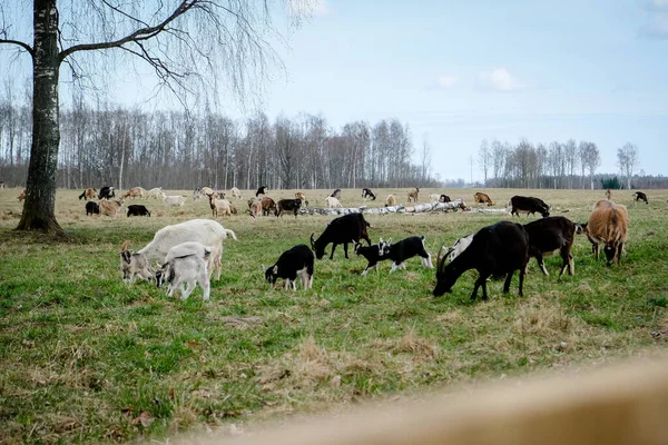 草原上成群的山羊.山羊在农场的牧场上吃草和攀岩。山羊的孩子们，你们这些白痴。有选择的重点 — 图库照片