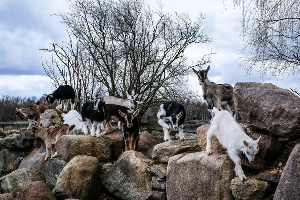 Herd of goats in the grassland. Goats eating grass and climbing rocks on a pasture in farm. Goat kids, yeanlings. Selective focus — Stock Photo, Image