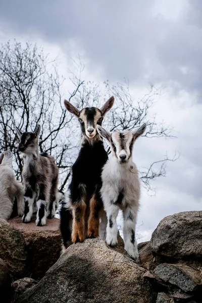 Manada de cabras en los pastizales. Cabras comiendo hierba y escalando rocas en un pasto en la granja. Niños de cabra, yeanlings. Enfoque selectivo —  Fotos de Stock