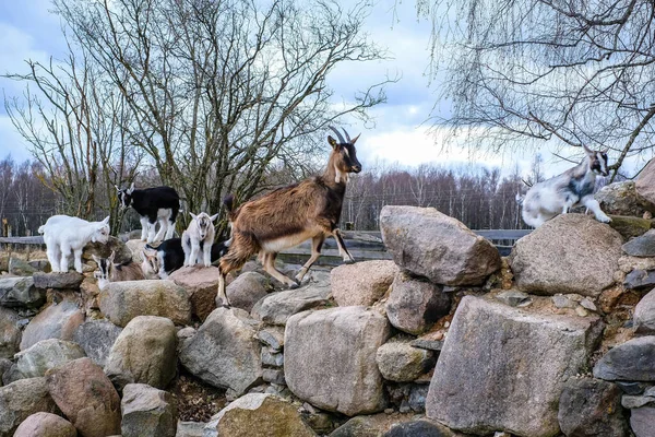 Stado kóz na łąkach. Kozy jedzą trawę i wspinają się po kamieniach na pastwisku na farmie. Kozie dzieci, yeanlings. Skupienie selektywne — Zdjęcie stockowe