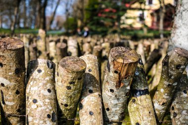 Dışarıda yetişen Shiitake mantarı kütükleri. Yeşil tarım. Japon teknolojisindeki Shiitake mantarlarının meşe kütükleri üzerinde yetiştirilmesi ve büyümesi. Odaklanmamış