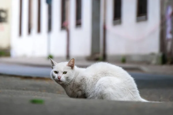 En vit vilsen katt sitter på en trottoar med inbillade mycket smala ögon, ser trött och ledsen, hungrig och ensam — Stockfoto