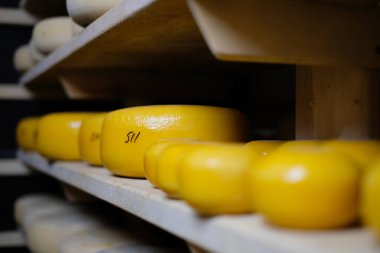 Peynir üretimi. Sert peynirler. Tahta raflarda İtalyan tarzı peynir kafalar. Odaklanmamış