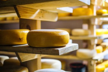 Peynir üretimi. Sert peynirler. Tahta raflarda İtalyan tarzı peynir kafalar. Odaklanmamış