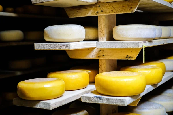 Cheese production. Hard cheeses. Italian style cheese heads on wooden shelves. Defocused