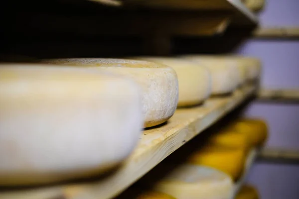 Cheese production. Hard cheeses. Italian style cheese heads on wooden shelves. Defocused