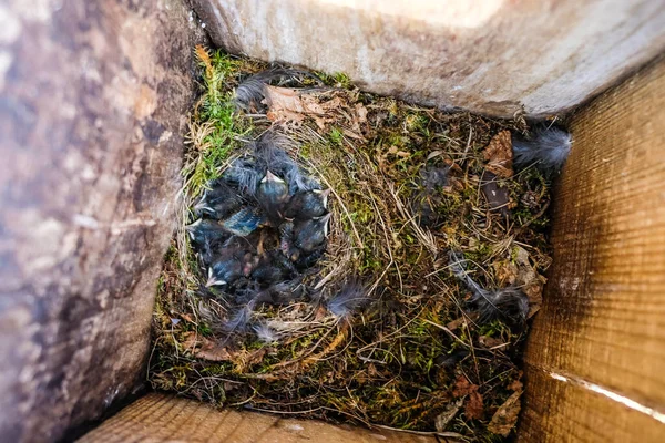 Mladá mláďata obyčejného červeného startu, Phoenicurus phoenicurus, v kleci na ptáky. Selektivní zaměření — Stock fotografie