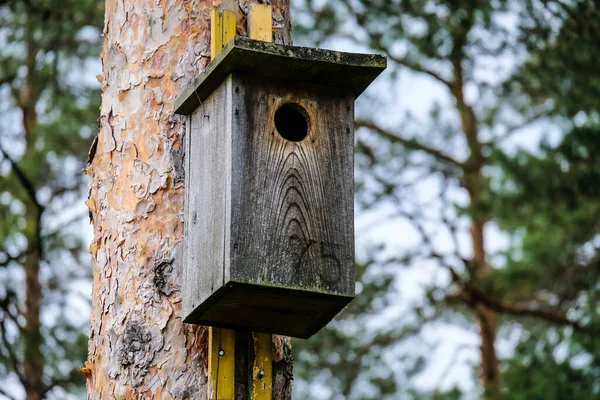 Gaiola de pássaro de madeira, casa de pássaro na floresta — Fotografia de Stock