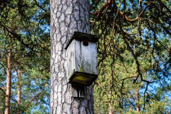 Jaula para pájaros de madera, casa para pájaros en el bosque —  Fotos de Stock