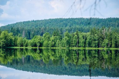 Doğa yolu - Çek Cumhuriyeti 'nin Karlovy Vary bölgesinde doğa koruma alanı Kladska turba bataklıkları. Seçici odak
