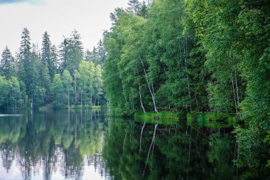 Doğa yolu - Çek Cumhuriyeti 'nin Karlovy Vary bölgesinde doğa koruma alanı Kladska turba bataklıkları. Seçici odak