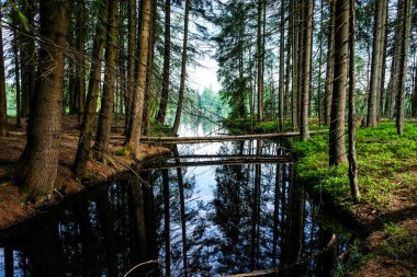 Doğa yolu - Çek Cumhuriyeti 'nin Karlovy Vary bölgesinde doğa koruma alanı Kladska turba bataklıkları. Seçici odak