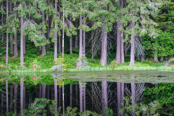 Green forest by the lake in reflection in the calm water. Selective focus — Stock Photo, Image