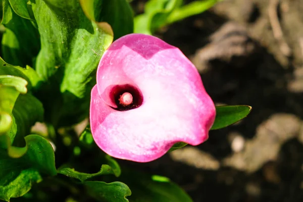 Розміщені з барвистої квіткової лілії Калла, Zantedeschia aethiopica. Знищений — стокове фото