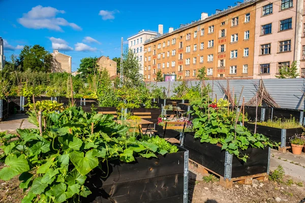 Městská zahrada - komunitní zahrada v centru města se zvýšenými postelemi. Urban Horticulture. Selektivní zaměření — Stock fotografie