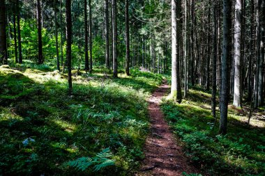 Yazın ağaçlar ve yosunlarla kaplı çok güzel bir ladin ormanı. Odaklanmamış