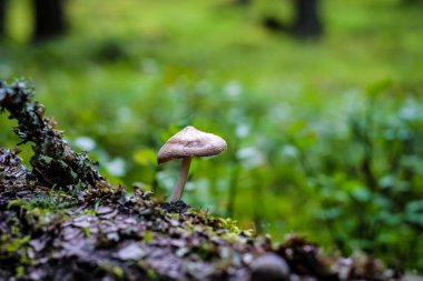 Mantar ve yosun, orman zemininde güzel mantarlar. Mantar toplama. Odaklanmamış