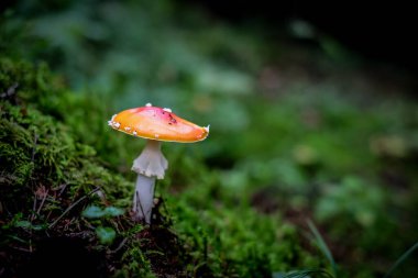 Amanita muscaria, yaygın olarak kızıl sinek agariği olarak bilinir. Sonbahar ormanı arka planında zehirli ve halüsinojen mantar yosunlu Fly Agaric. Odaklanmamış