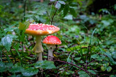 Amanita muscaria, yaygın olarak kızıl sinek agariği olarak bilinir. Sonbahar ormanı arka planında zehirli ve halüsinojen mantar yosunlu Fly Agaric. Odaklanmamış