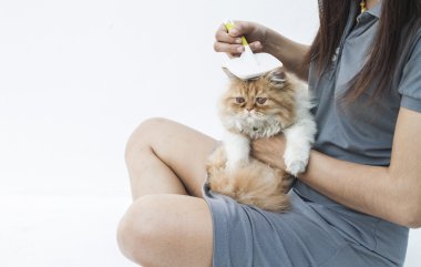 genç kadın kedi saç için tarama