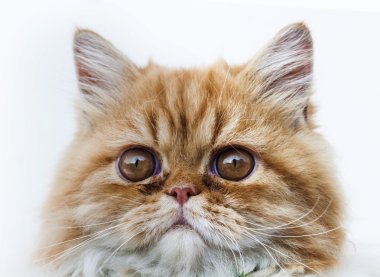 baş kedi portre yakın çekim 