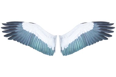 Beyaz arkaplanda kuş kanatları izole