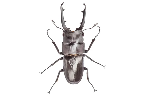 Beyaz arka plan üzerinde izole erkek geyik böceği — Stok fotoğraf