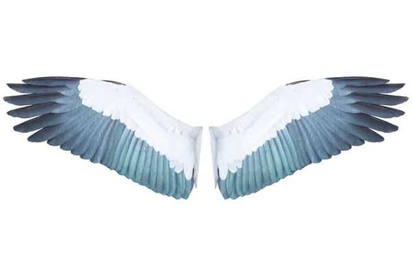 Bird wings isolated on white background — Stock Photo, Image