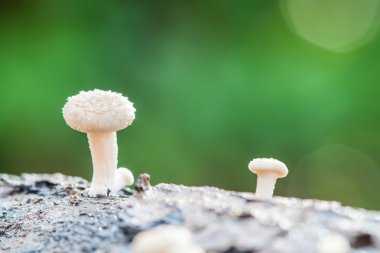 beyaz mantar günlüğü 