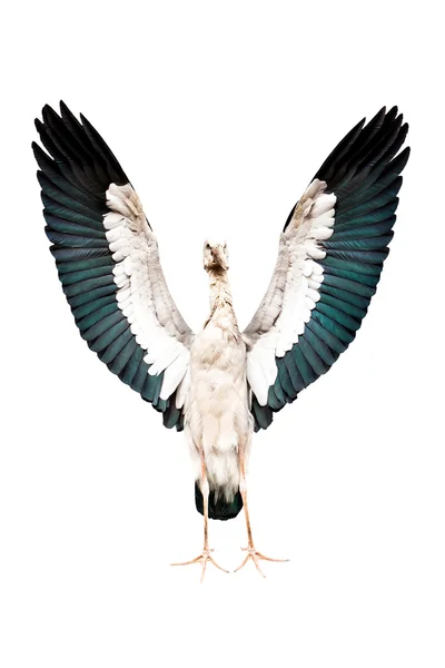 Stork isolerad på vit — Stockfoto