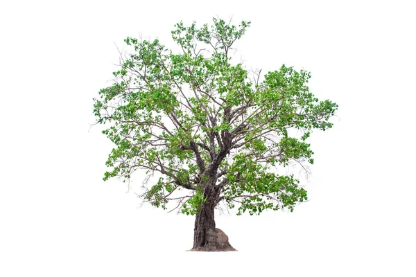 Yaprak döken Hint inciri ağacı — Stok fotoğraf
