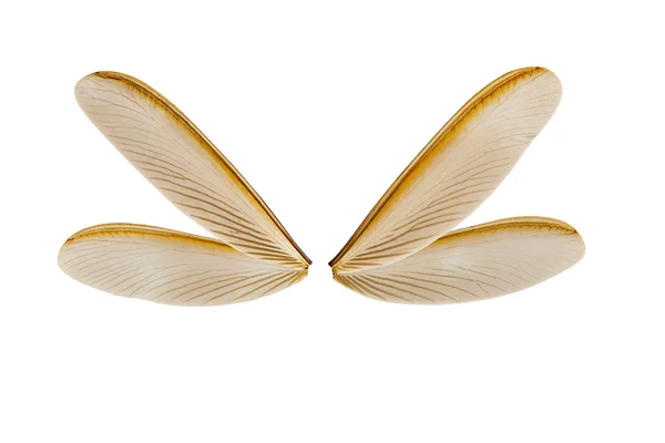 Vleugel van vliegende termiet — Stockfoto