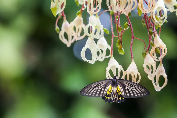 Chestnut flowers in full bloom — Stock Photo, Image