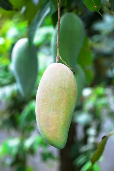 Frutto di mango su un albero di mango — Foto Stock