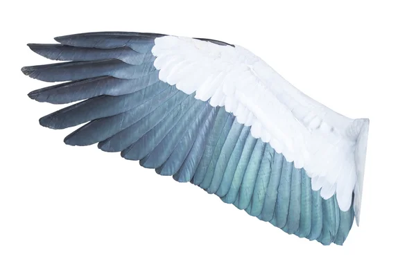 白い背景に孤立した鳥の羽 — ストック写真