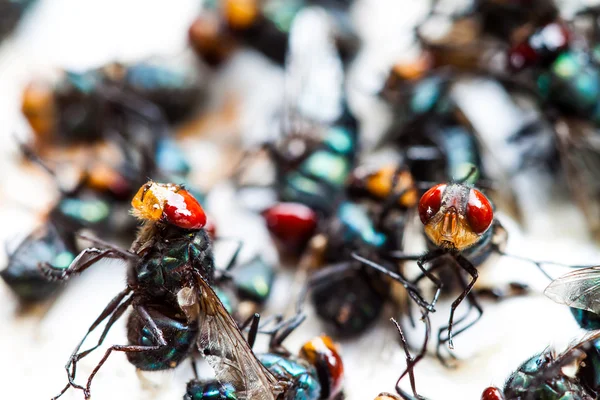 Flies caught on trap — Stock Photo, Image