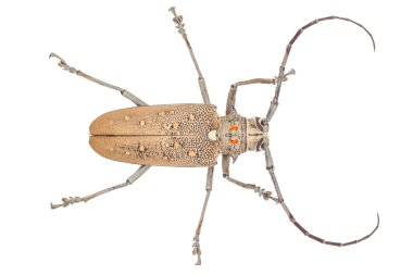 Bir Longhorn böceğinin yakın çekim (Coleoptera-Cerambycidae ) 