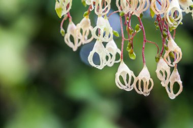 tam Bloom kestane çiçekler