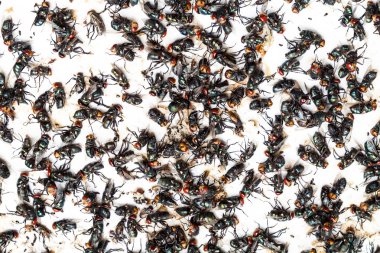 Tuzak üzerinde sinek düştü