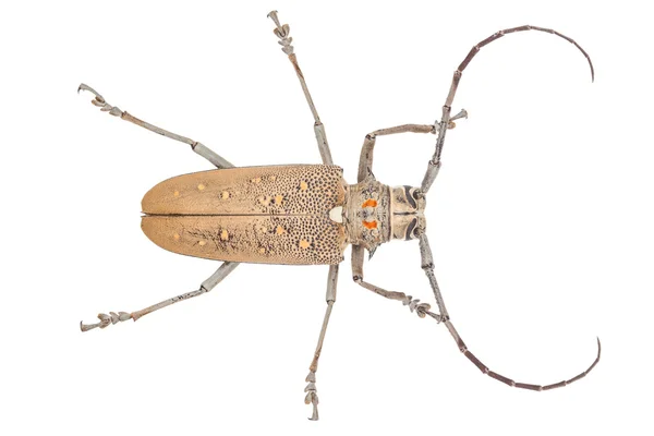 Närbild på en långhus (Coleoptera-Cerambycidae) ) — Stockfoto