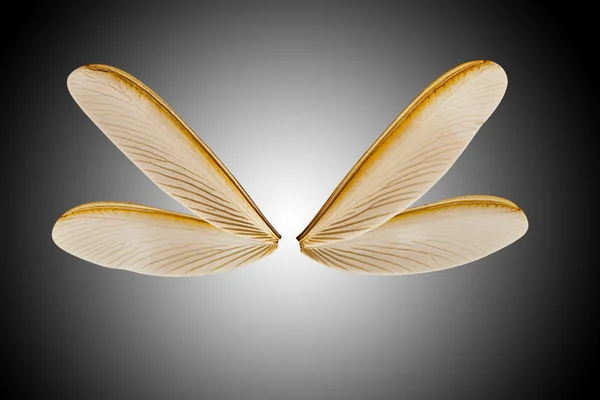 Wing of flying termite — Stock Photo, Image