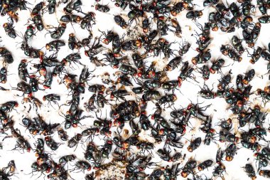 Tuzak üzerinde sinek düştü