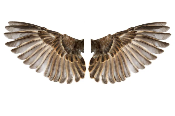 Fågel vingar isolerad på vit — Stockfoto